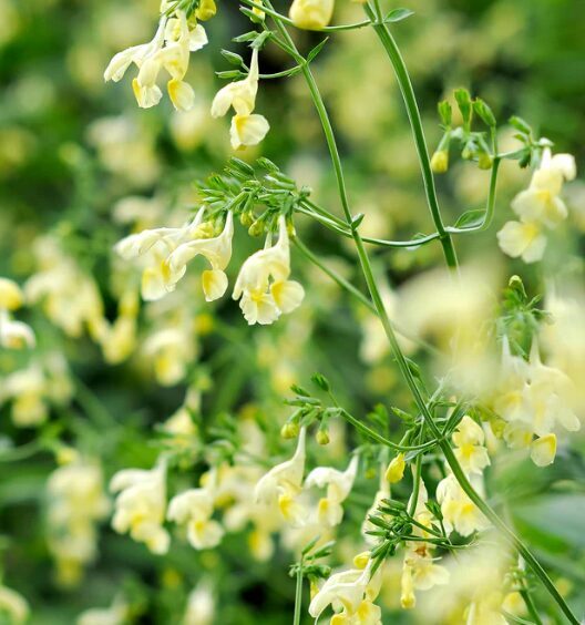 Himalaju kaķu mētra